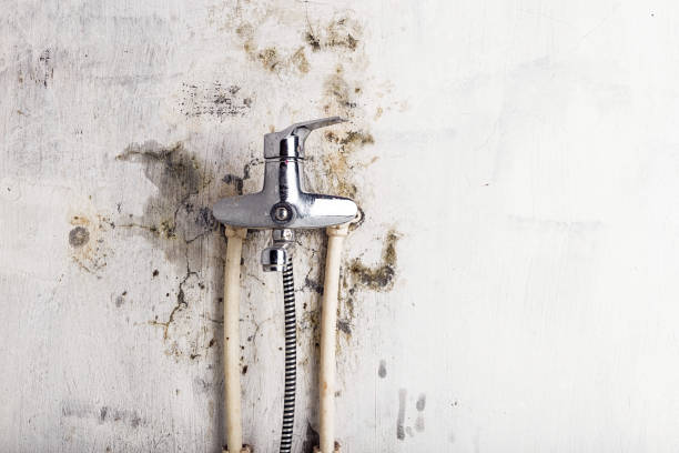 Best Commercial Mold Removal  in Goliad, TX