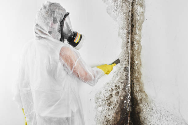 Trusted Goliad, TX Mold Removal Experts