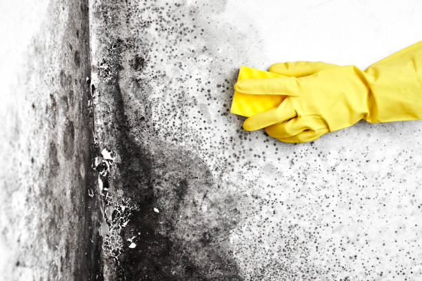 Best Mold Damage Repair  in Goliad, TX