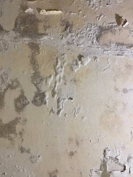 Professional Mold Removal in Goliad, TX