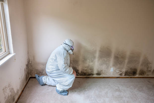 Best Emergency Mold Removal  in Goliad, TX