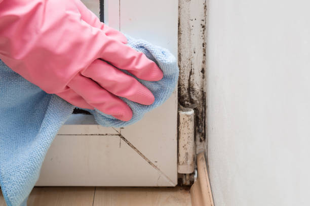 Best Toxic Mold Removal  in Goliad, TX